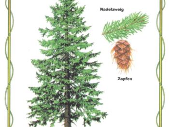 Die Douglasie - Nadelbaum