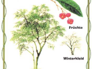 Spindelstrauch