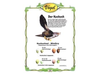 Der Kuckuck - Anpassung an das Wirtsvogelei