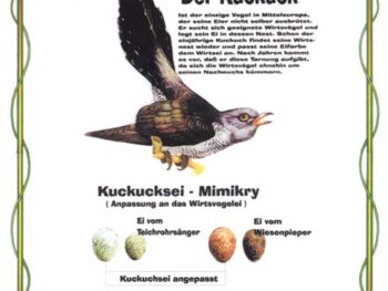 Der Kuckuck - Anpassung an das Wirtsvogelei