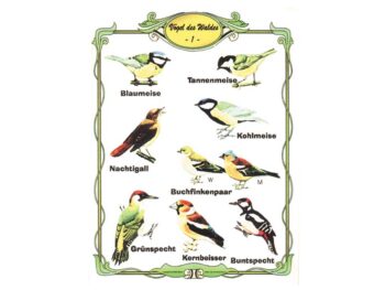 Vögel des Waldes 1 - Folie A4