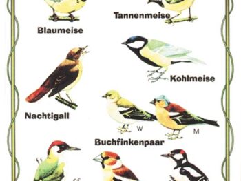 Vögel des Waldes 1