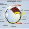Grundwissen Humanbiologie 2 - Sinne - Thumbnail Image 2