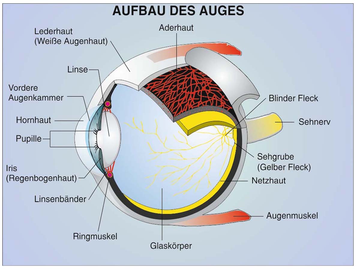 Grundwissen Humanbiologie 2 - Sinne – Bild 2