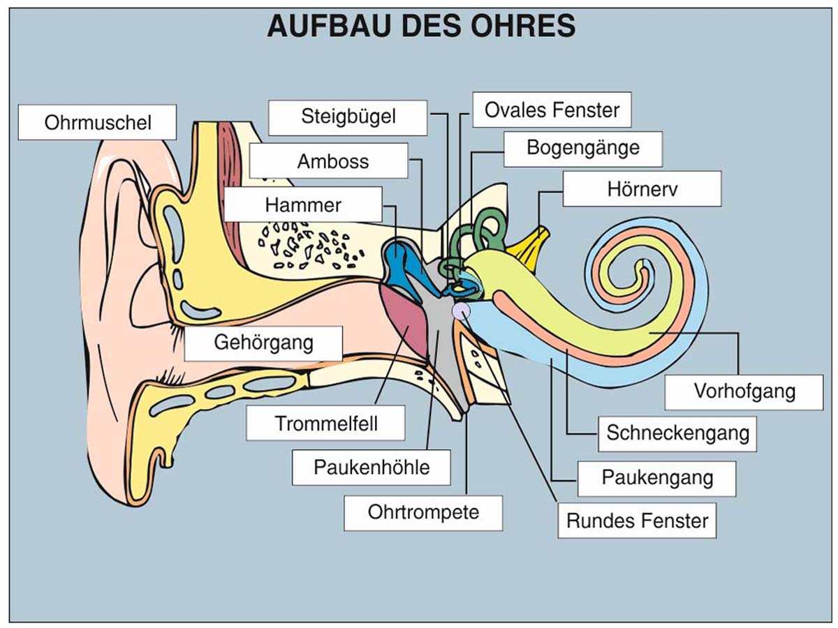 Grundwissen Humanbiologie 2 - Sinne – Bild 3