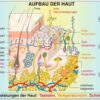 Grundwissen Humanbiologie 2 - Sinne - Thumbnail Image 4