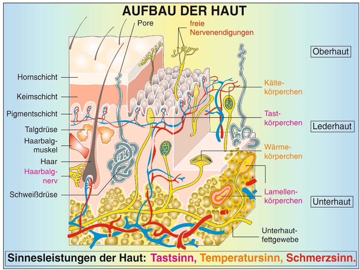 Grundwissen Humanbiologie 2 - Sinne – Bild 4