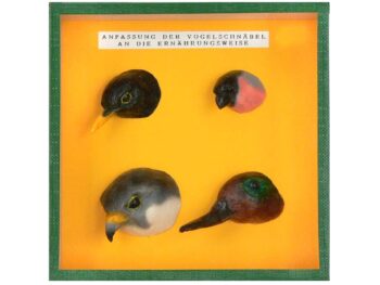 Schaukasten - Typische Vogelschnäbel