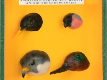 Schaukasten - Typische Vogelschnäbel