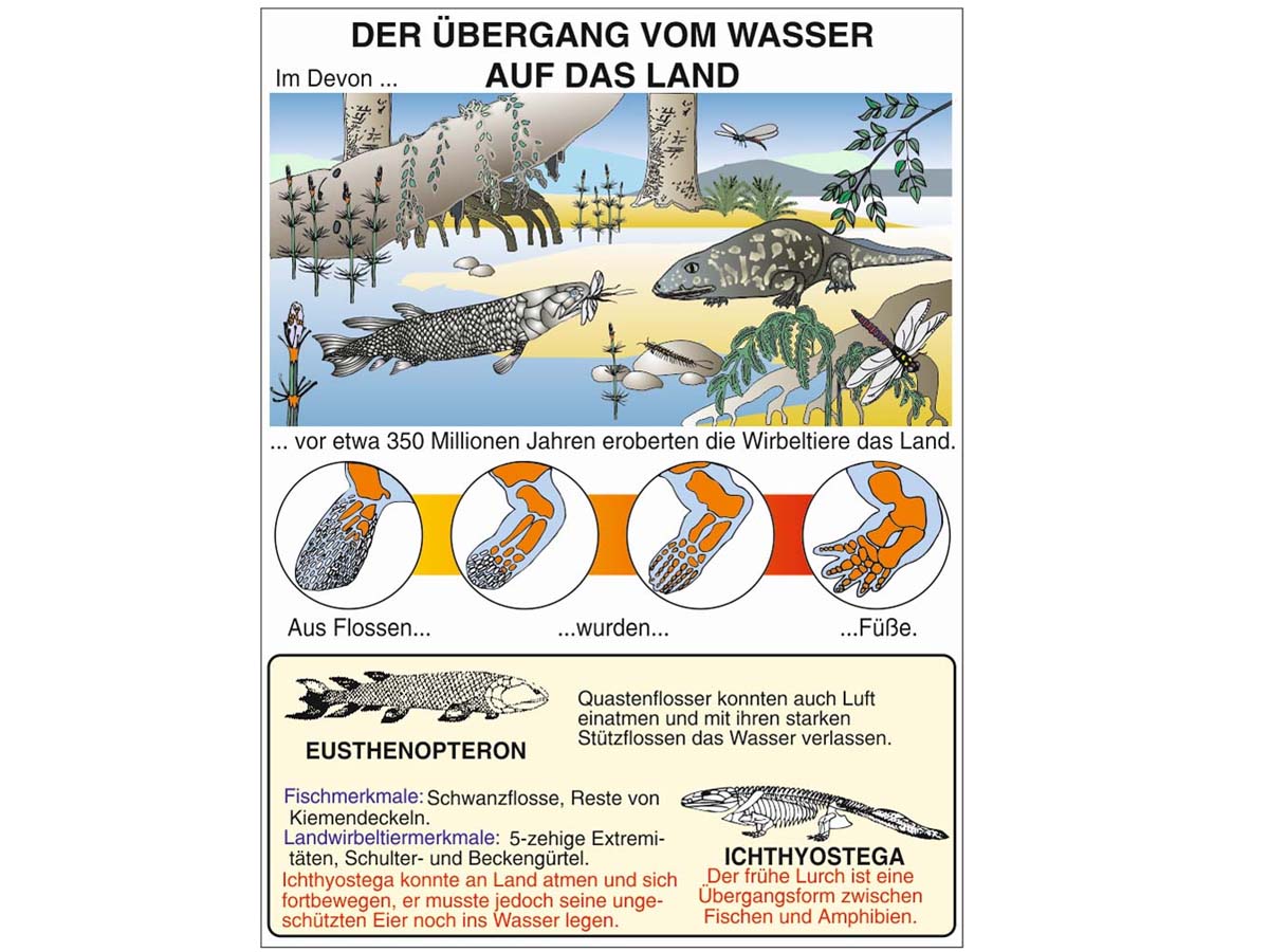 Transparentmappe - Evolution 1 – Bild 2