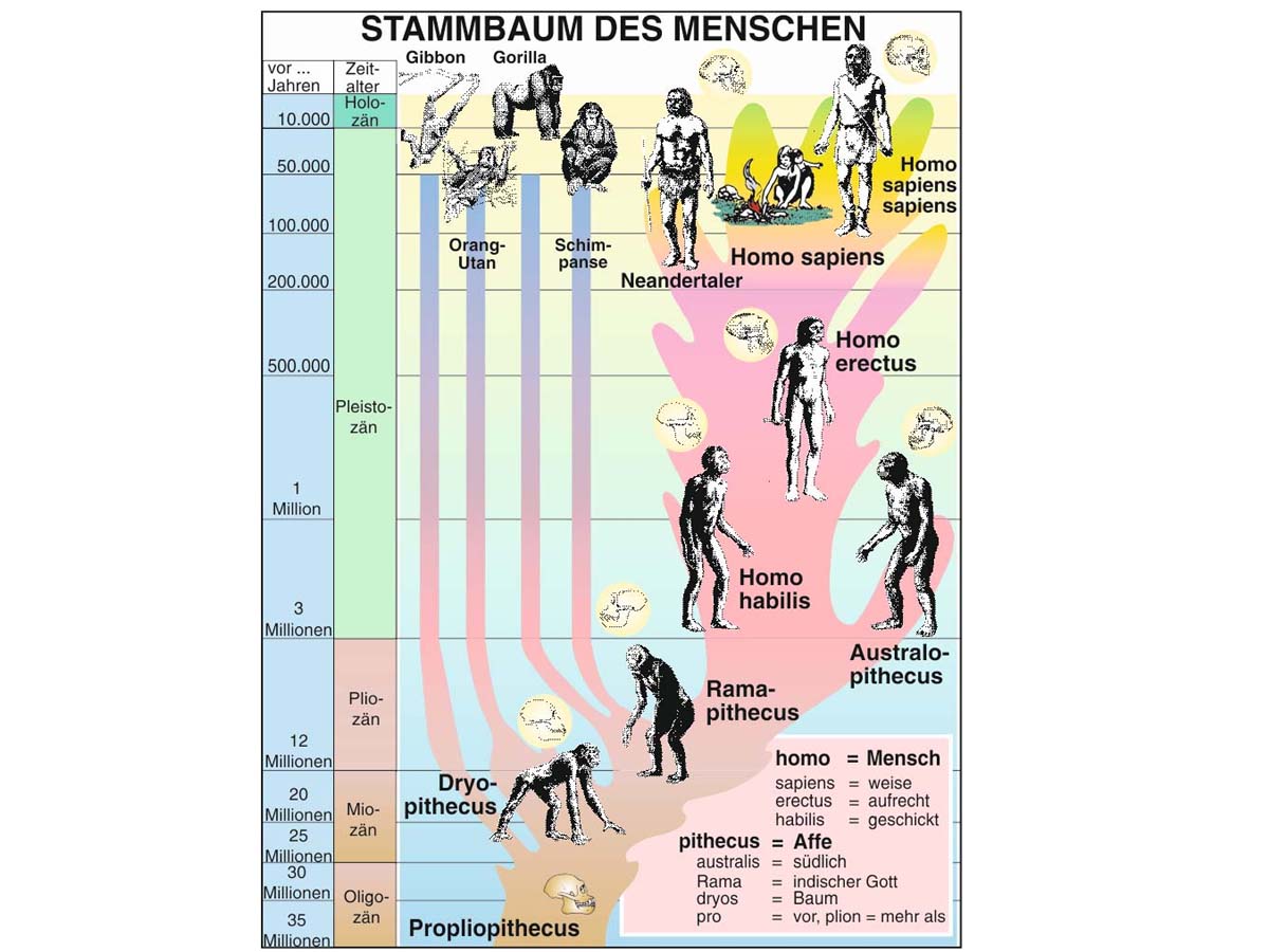 Transparentmappe - Evolution 1 – Bild 3