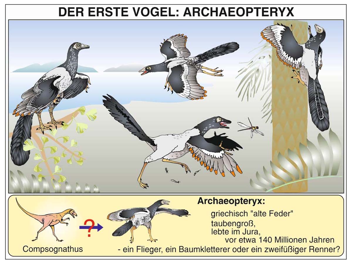 Transparentmappe - Evolution 1 – Bild 4