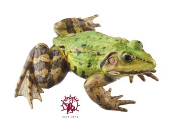 Teichfrosch, klein - Tierplastik