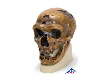 Schädelreplikat Homo neanderthalensis