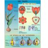 Grundwissen Botanik 1 - Thumbnail Image 2