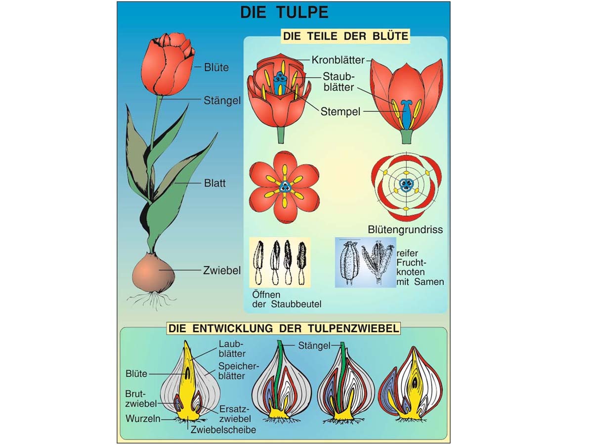 Grundwissen Botanik 1 – Bild 2