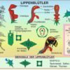 Grundwissen Botanik 1 - Thumbnail Image 3