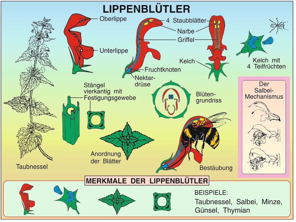 Grundwissen Botanik 1 – Bild 3