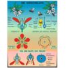 Grundwissen Botanik 1 - Thumbnail Image 4
