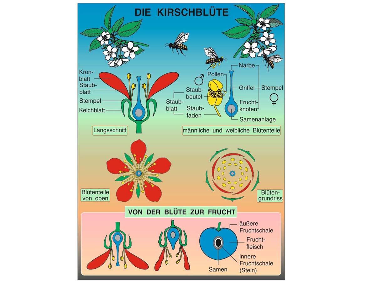 Grundwissen Botanik 1 – Bild 4