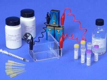 Elektrophorese, Genetischer Fingerabdruck