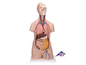 Standard Torso Modell, geschlechtsneutral, 12-teilig