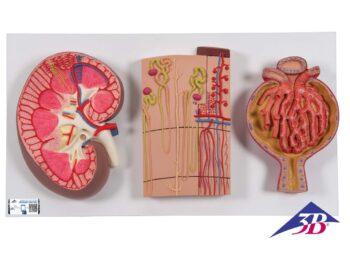 Modell Serie mit Nierenschnitt, Nephron, Blutgefäßen & Nierenkörperchen
