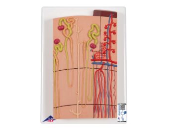 Nephron Modell mit Blutgefäßen, 120-fache Größe
