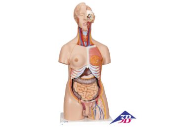 Luxus Torso Modell, mit weiblichen & männlichen Geschlechtsorganen, 24-teilig