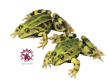 Wasserfrosch - Tierplastik