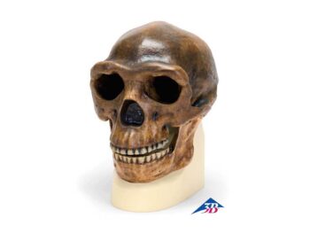 Schädelreplikat Homo erectus pekinensis