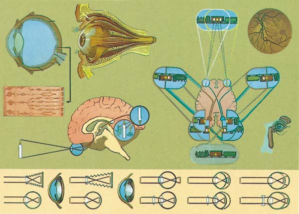 Lehrtafel Das Auge und seine Leistungen Reinhold Schulausstattung e.K.