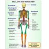 Grundwissen Humanbiologie 1 - Körper - Thumbnail Image 2