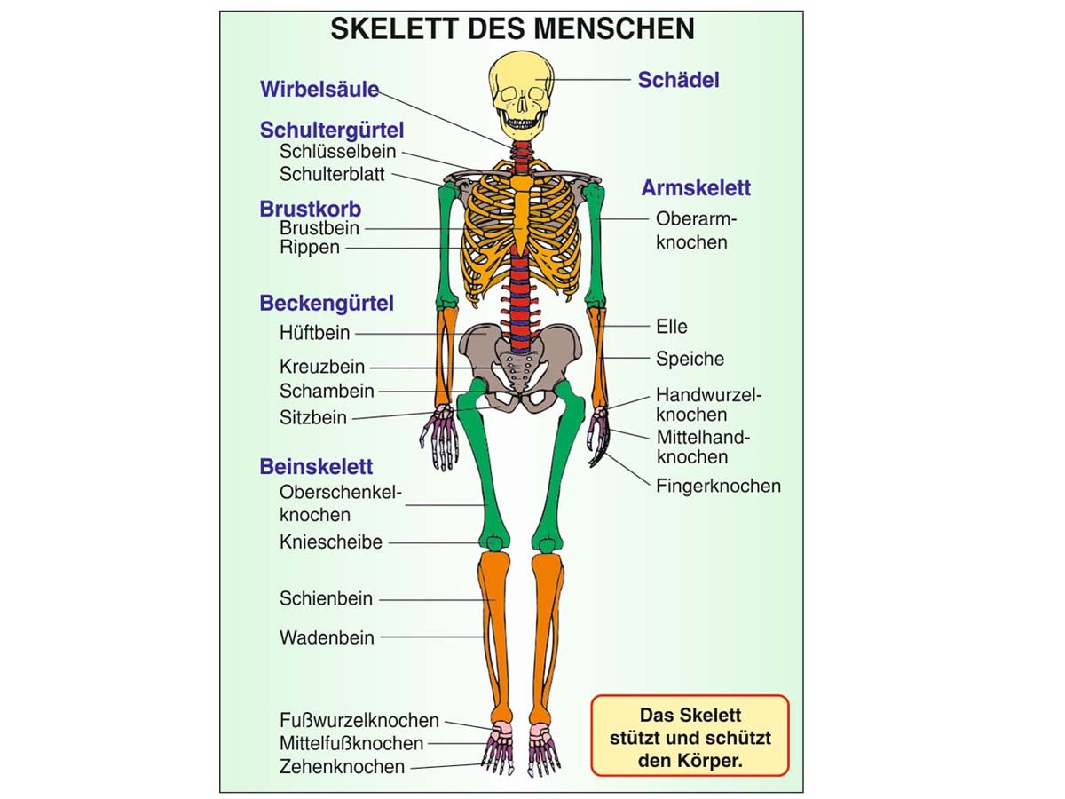 Grundwissen Humanbiologie 1 - Körper – Bild 2