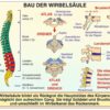 Grundwissen Humanbiologie 1 - Körper - Thumbnail Image 3