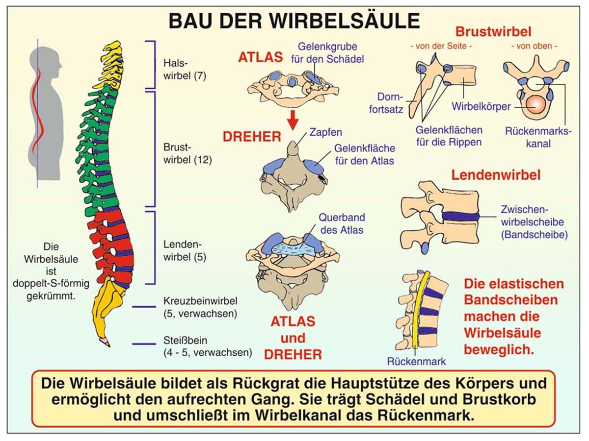 Grundwissen Humanbiologie 1 - Körper – Bild 3