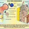 Grundwissen Humanbiologie 1 - Körper - Thumbnail Image 4