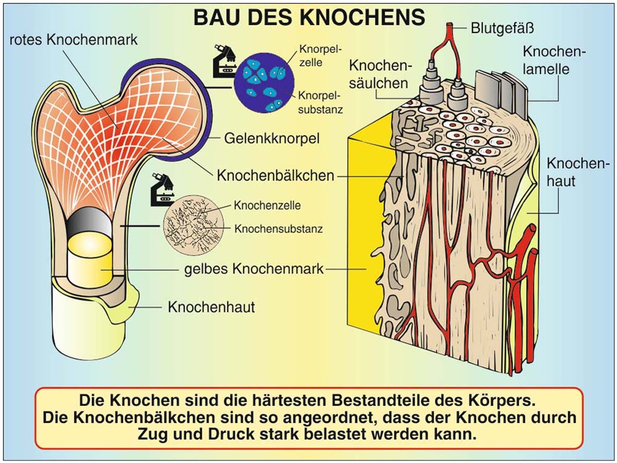 Grundwissen Humanbiologie 1 - Körper – Bild 4