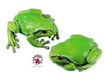 Laubfrosch, Weibchen (2 Modelle) - Tierplastik