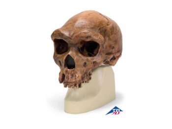 Schädelreplikat Homo rhodesiensis