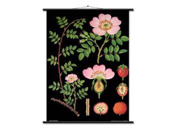 Lehrtafel - Heckenrose