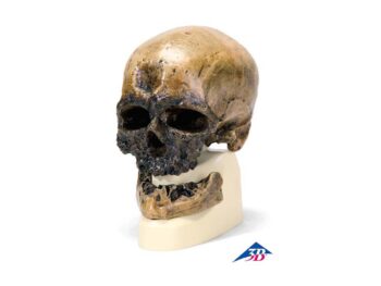 Schädelreplikat Homo sapiens