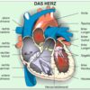 Grundwissen Humanbiologie 3 - Organe - Thumbnail Image 2