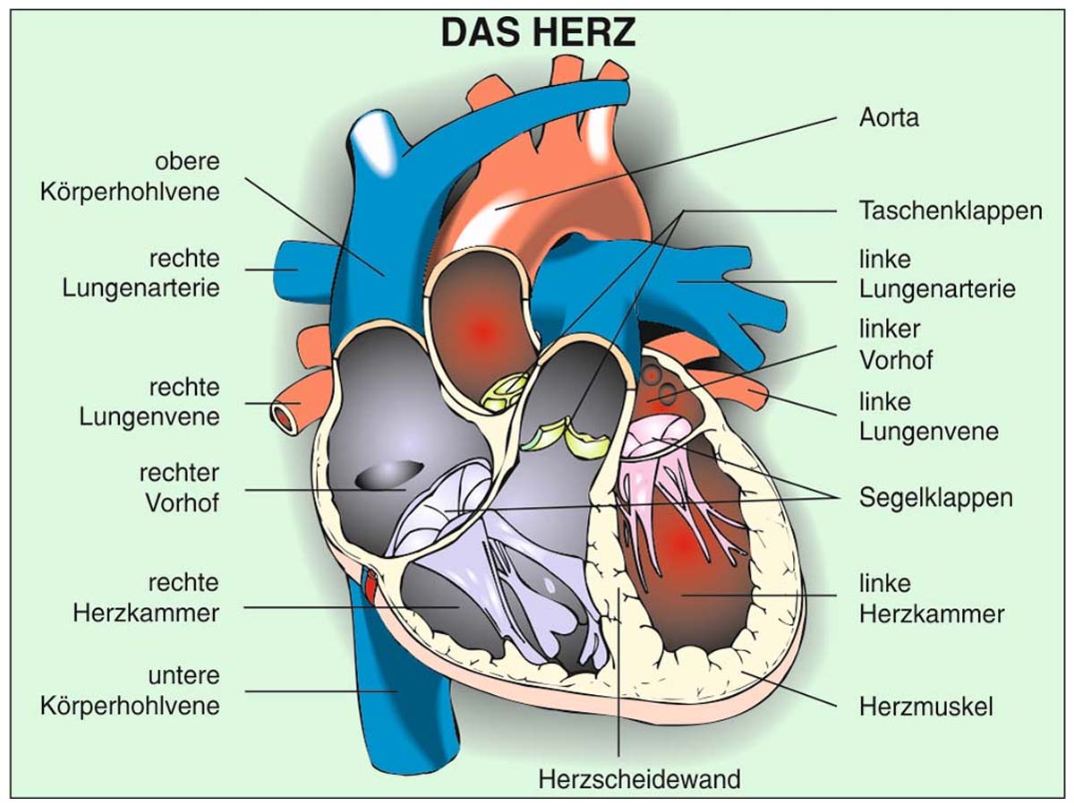 Grundwissen Humanbiologie 3 - Organe – Bild 2