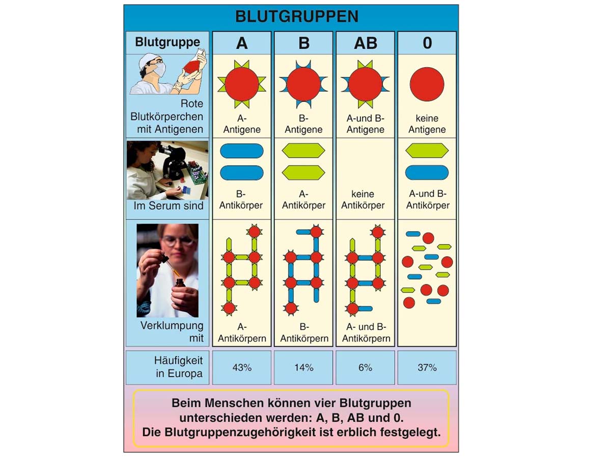 Grundwissen Humanbiologie 3 - Organe – Bild 3