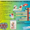 Grundwissen Humanbiologie 3 - Organe - Thumbnail Image 4