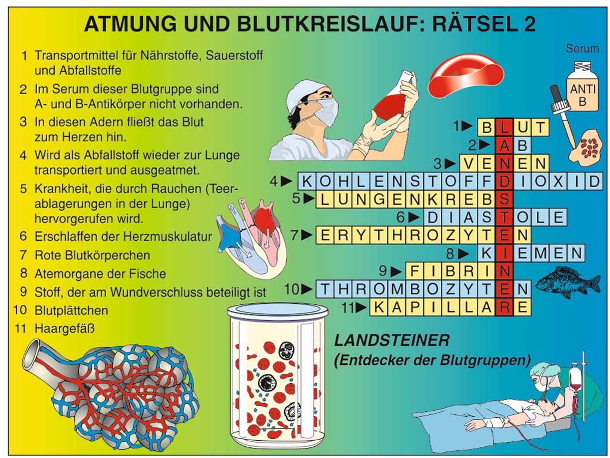 Grundwissen Humanbiologie 3 - Organe – Bild 4