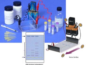 Elektrophorese: Abbau von DNA und Nachweis der DNA-Fragmente,