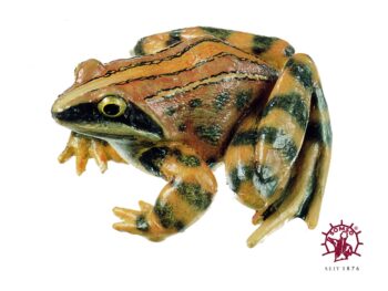 Moorfrosch - Tierplastik