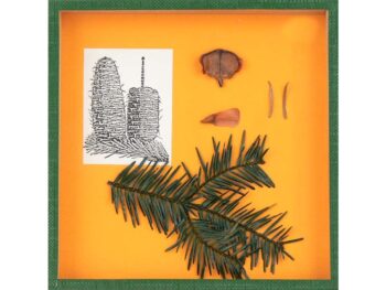 Schaukasten - Tanne